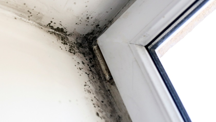 Mold Remediation in Commercial Spaces