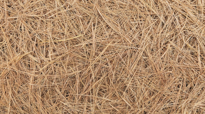 Pine Straw Mulch